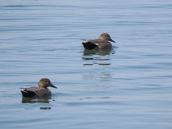 Gadwall 旧波崎漁港 Sat, 3/11/2023