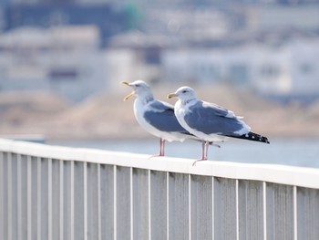 Vega Gull 旧波崎漁港 Sat, 3/11/2023