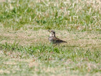 Dusky Thrush 旧波崎漁港 Sat, 3/11/2023