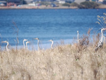 Grey Heron 旧波崎漁港 Sat, 3/11/2023