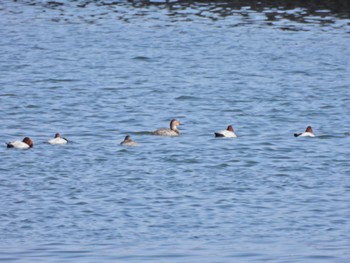 Canvasback 旧波崎漁港 Sat, 3/11/2023