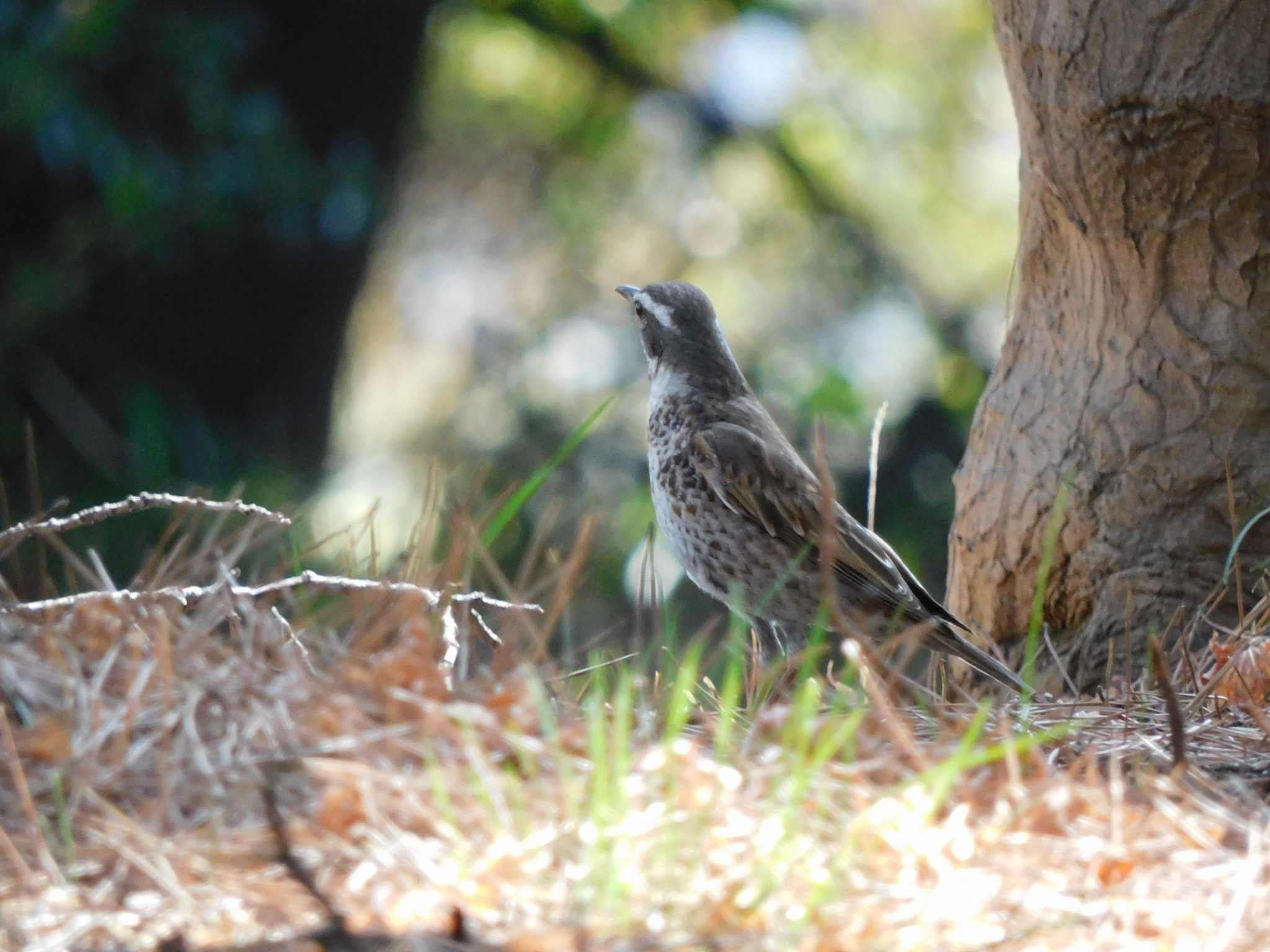 Dusky Thrush