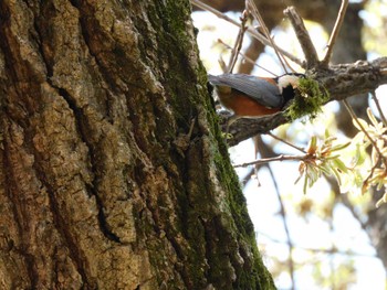 2023年3月22日(水) 新宿御苑の野鳥観察記録