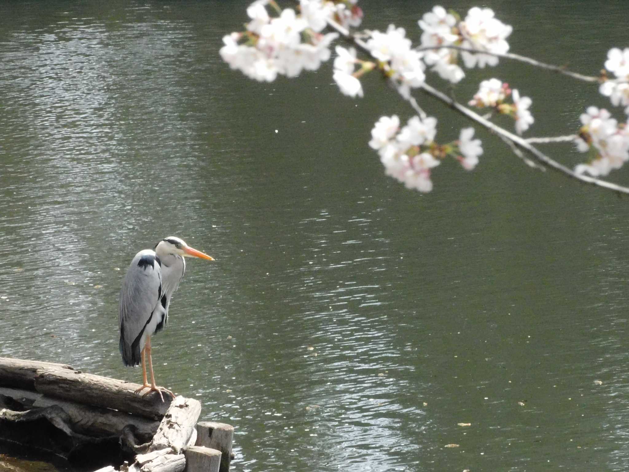 Grey Heron