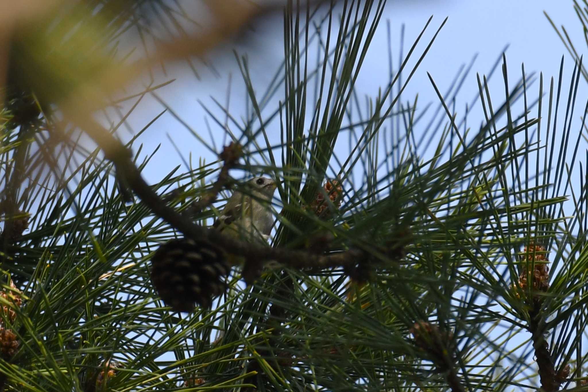 Goldcrest