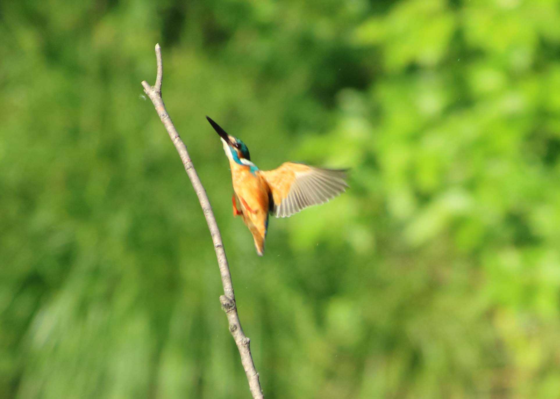 Photo of Common Kingfisher at 群馬県高崎市 by yutaka_oma