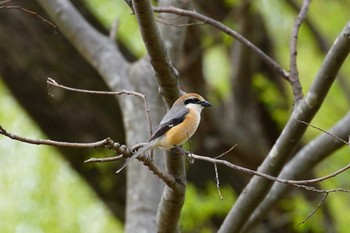 モズ 秋ヶ瀬公園(ピクニックの森) 2023年3月21日(火)