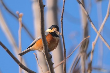 Varied Tit 青森県十和田市 Mon, 1/25/2021