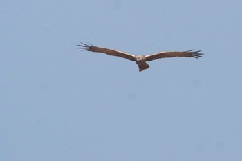 チュウヒ 利根川 2023年3月8日(水)