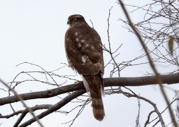 Eurasian Sparrowhawk 岐阜市 Sun, 2/12/2023