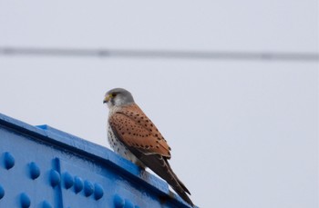 Common Kestrel 岐阜市 Sun, 2/12/2023