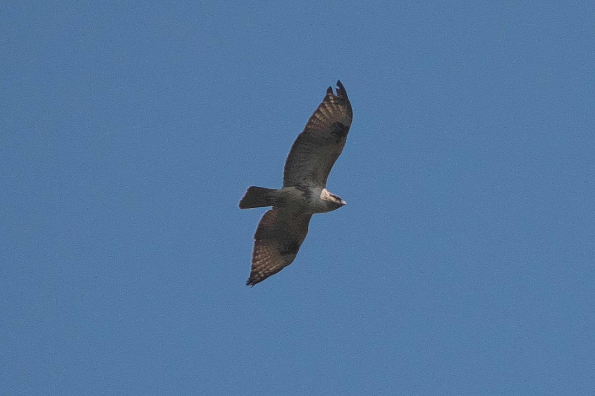 Eastern Buzzard