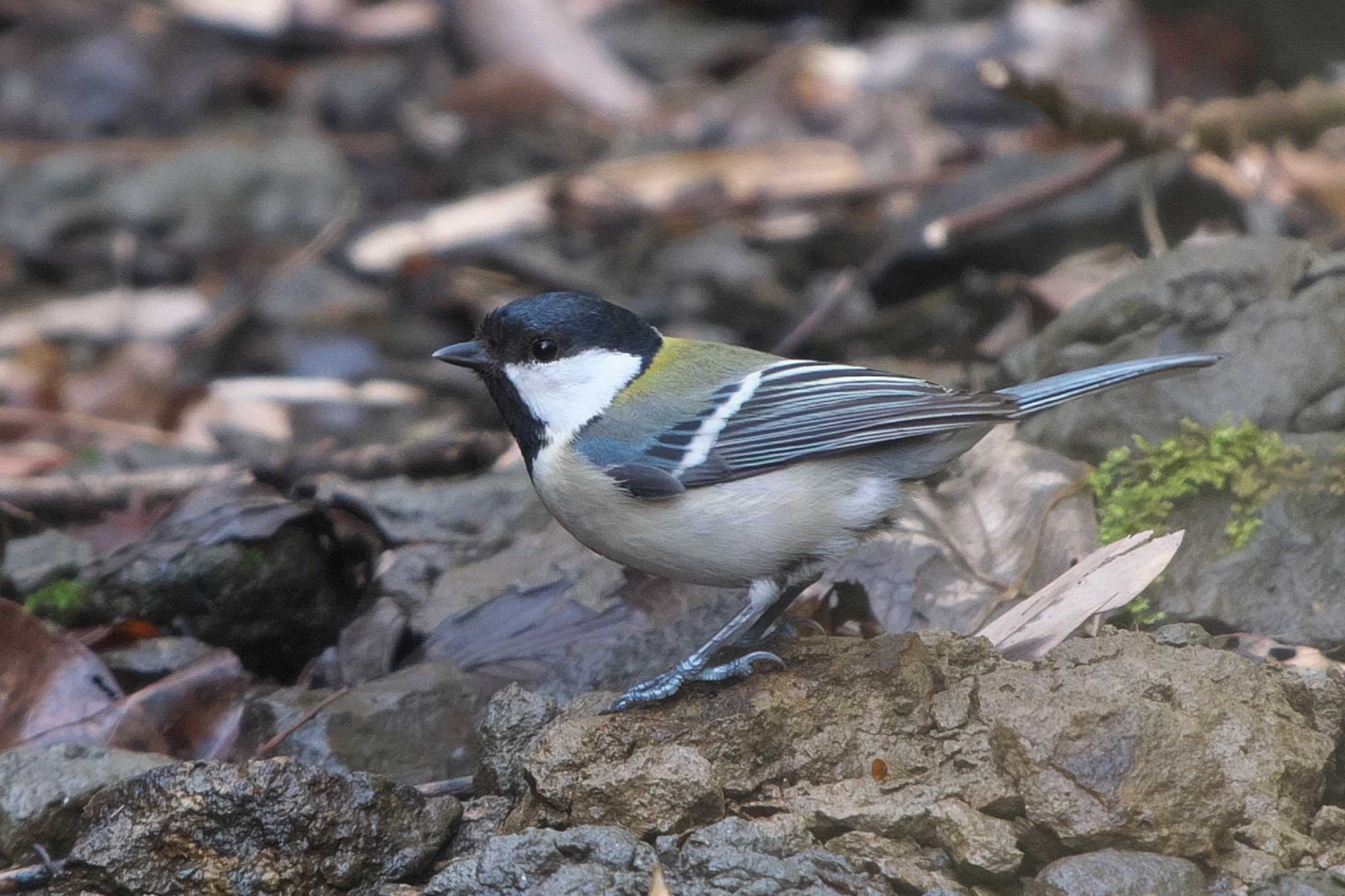 Japanese Tit