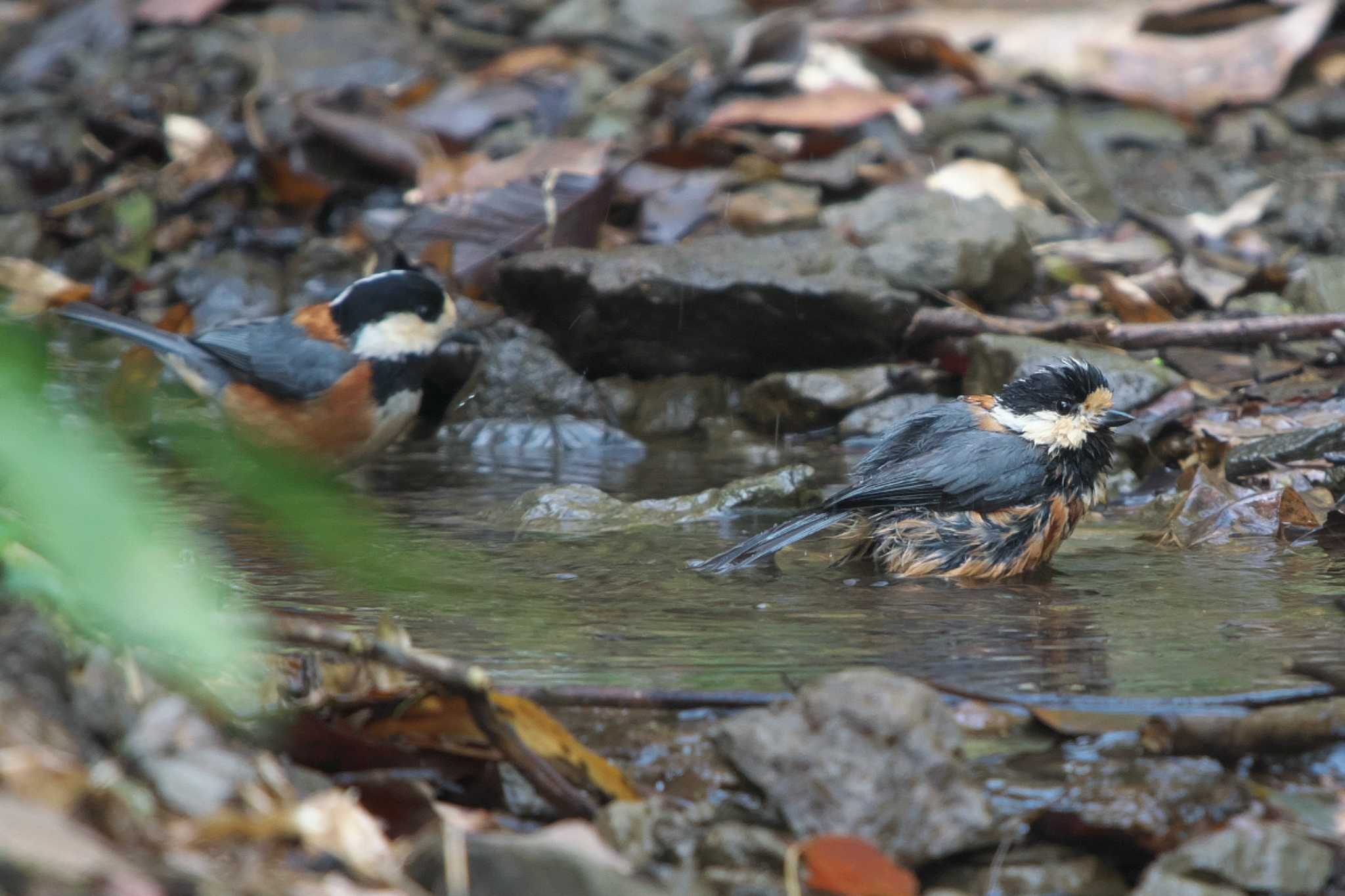 Varied Tit