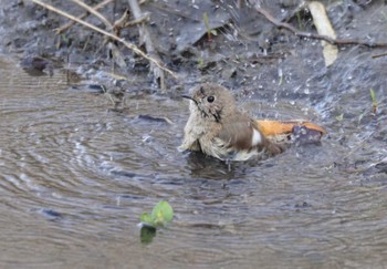 2023年3月22日(水) 浅羽ビオトープの野鳥観察記録