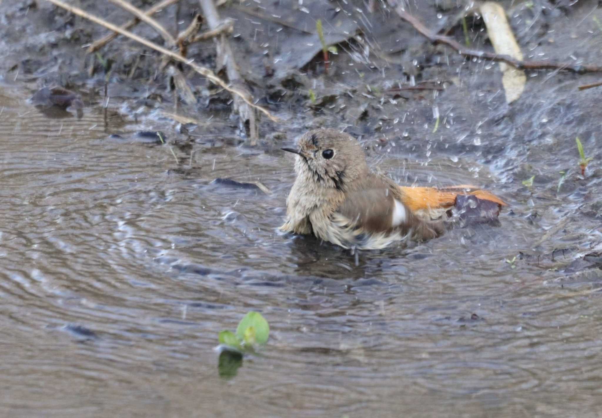 Daurian Redstart