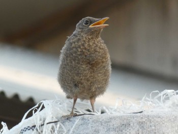 Blue Rock Thrush Yoron Island Mon, 5/14/2018