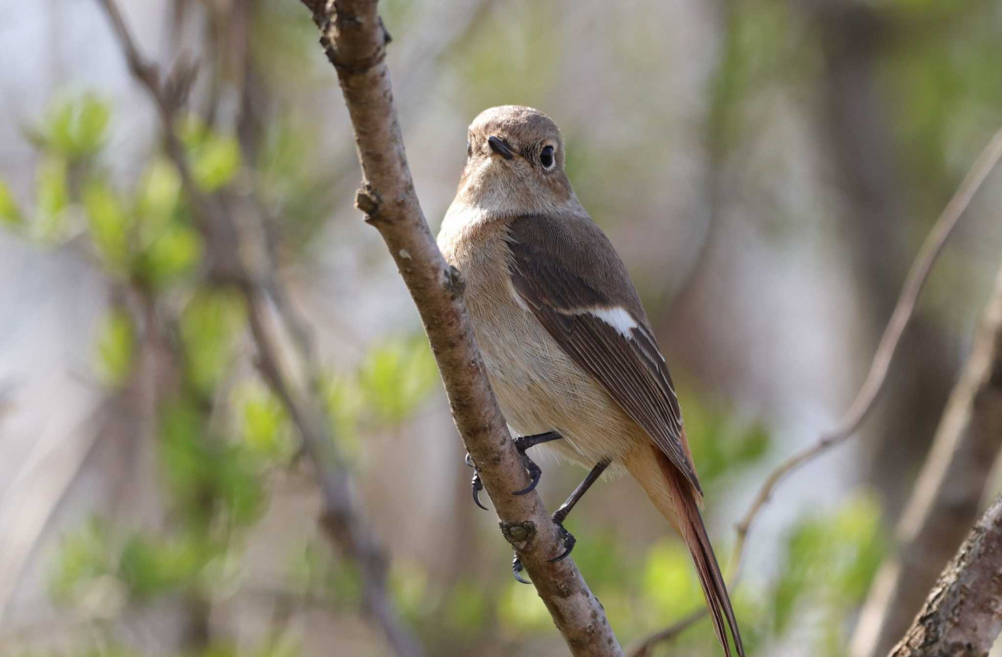 Daurian Redstart