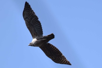 2023年3月19日(日) 津軽平野の野鳥観察記録