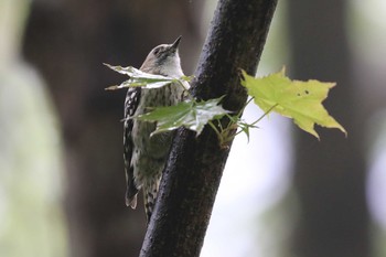 Japanese Pygmy Woodpecker(seebohmi) Hakodateyama Mon, 5/14/2018