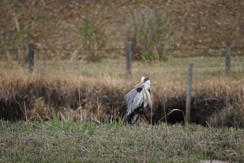 アオサギ 科学万博記念公園(茨城県つくば市) 2023年3月23日(木)