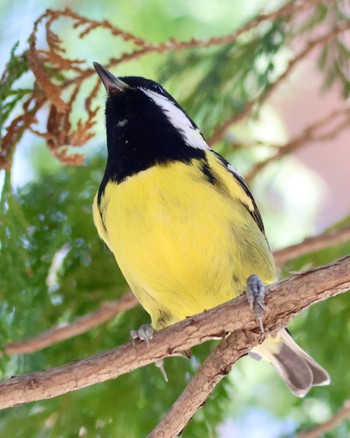 Yellow-bellied Tit 東京都 Wed, 3/22/2023