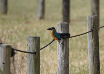 Thu, 3/23/2023 Birding report at 科学万博記念公園(茨城県つくば市)