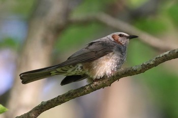 Brown-eared Bulbul Miharashi Park(Hakodate) Mon, 5/14/2018