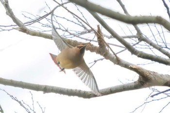 2023年3月21日(火) 三ツ池公園(横浜市鶴見区)の野鳥観察記録