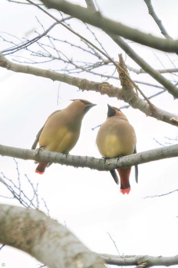 Japanese Waxwing Mitsuike Park Tue, 3/21/2023
