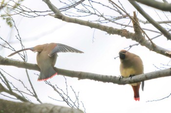 Japanese Waxwing Mitsuike Park Tue, 3/21/2023