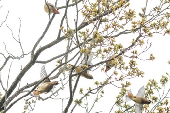 Japanese Waxwing Mitsuike Park Tue, 3/21/2023