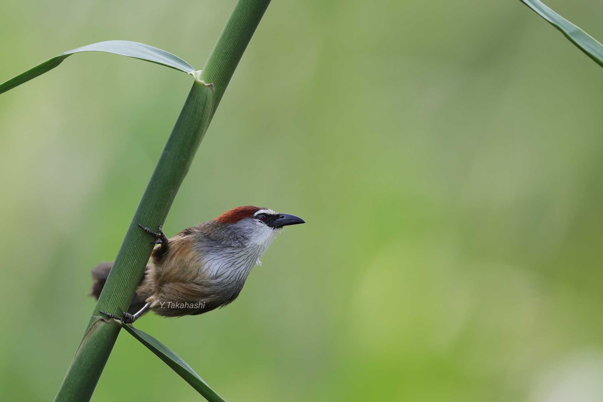 Photo of Chestnut-capped Babbler at 中国広西チワン族自治区 by 八丈 鶫