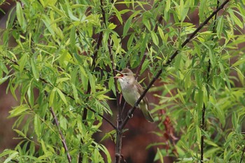 Oriental Reed Warbler 北海道　函館市　松倉川 Mon, 5/14/2018