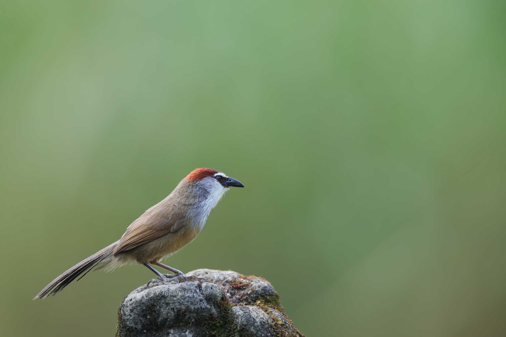 Photo of Chestnut-capped Babbler at 中国広西チワン族自治区 by 八丈 鶫