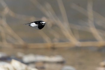 セグロセキレイ みなくち子どもの森 2023年3月22日(水)