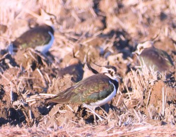 タゲリ 川島町 2021年12月11日(土)