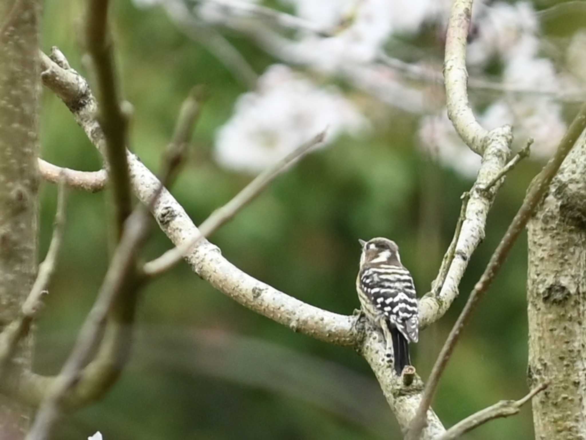 Photo of Japanese Pygmy Woodpecker at 立田山 by jo6ehm