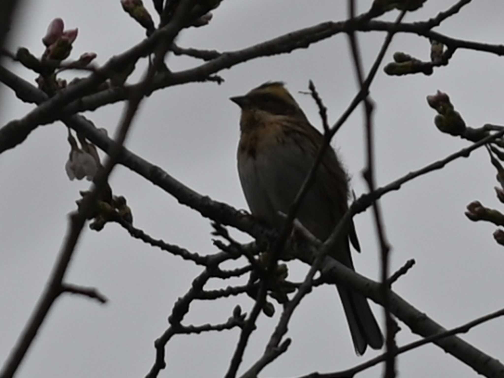 Yellow-throated Bunting