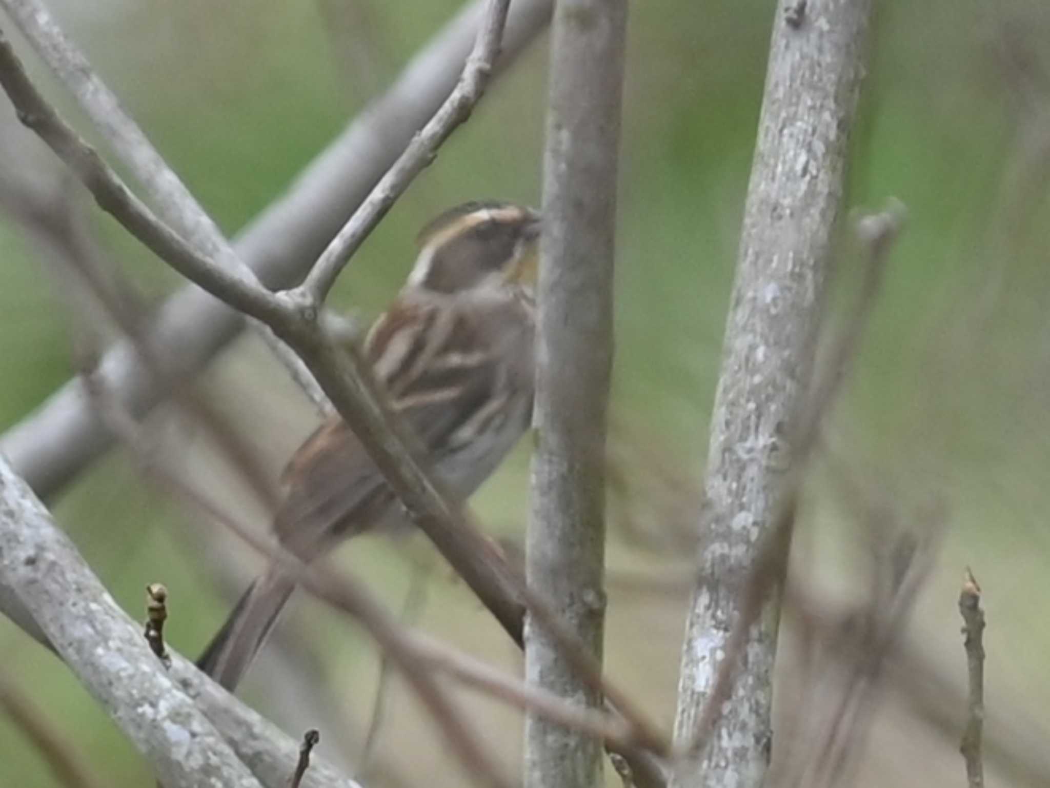 Rustic Bunting