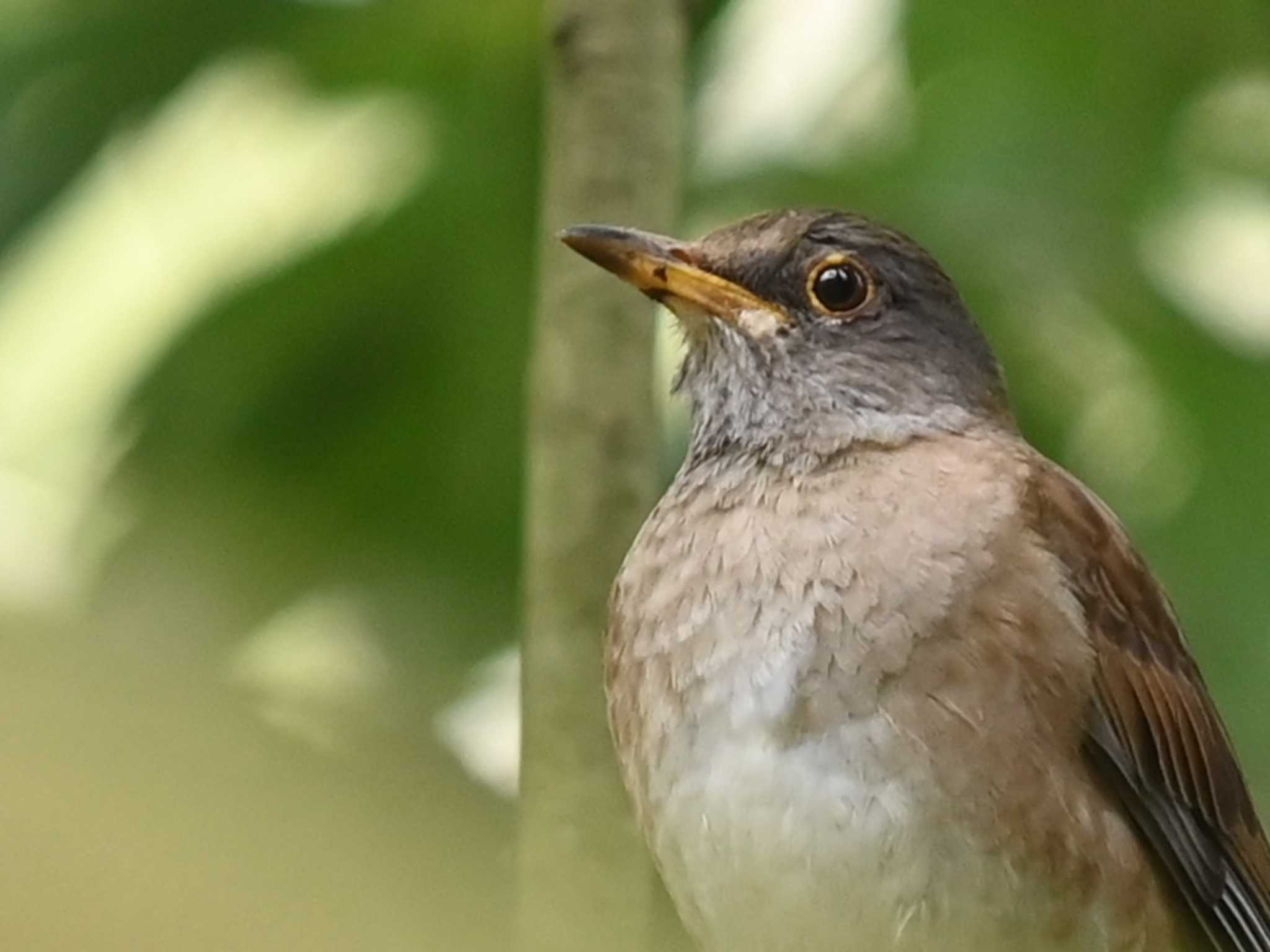 Pale Thrush