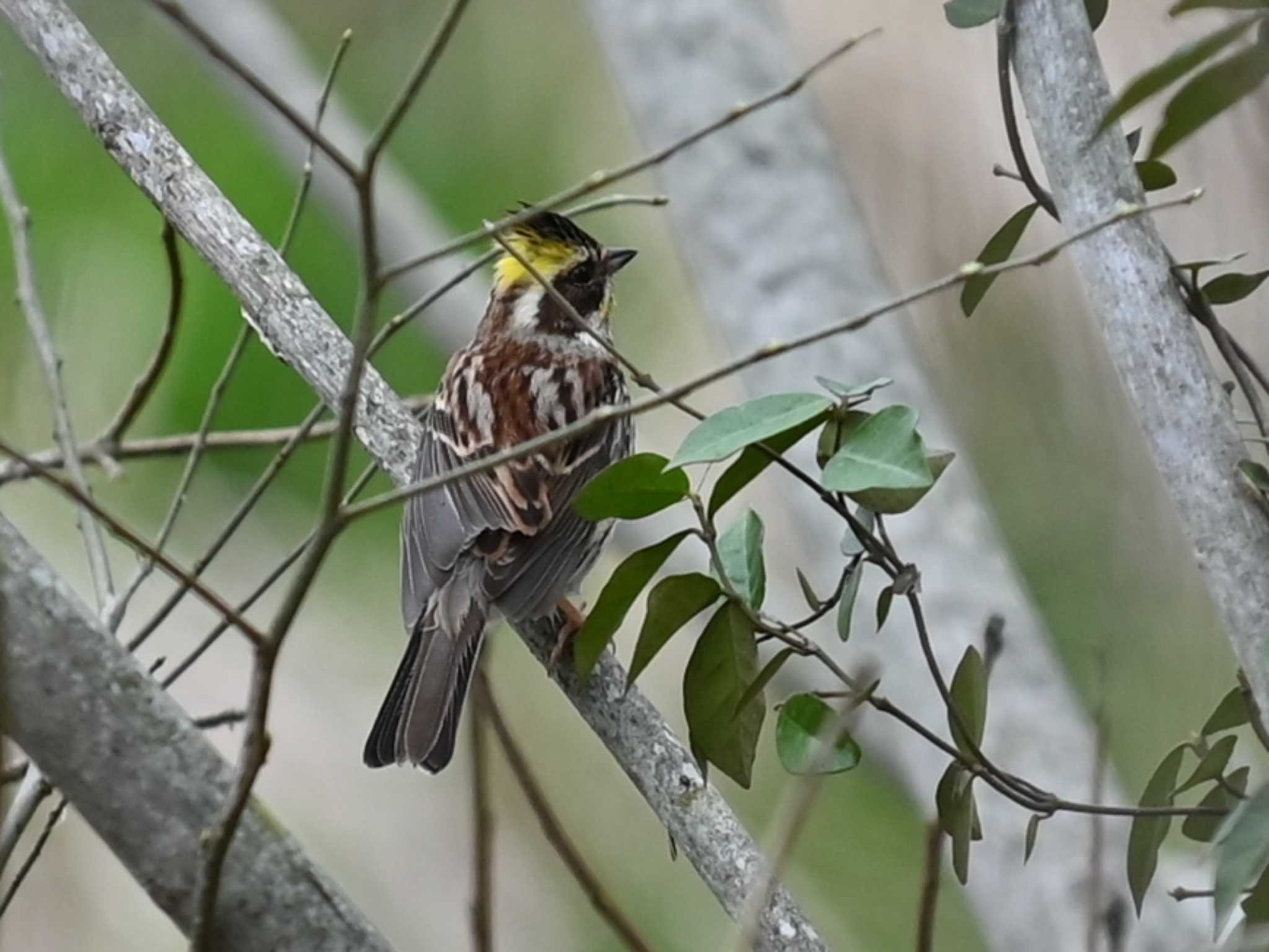 Photo of Yellow-throated Bunting at 立田山 by jo6ehm