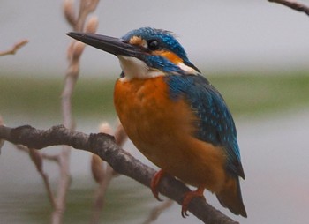 Thu, 3/23/2023 Birding report at 千里南公園