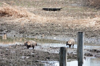 2023年3月19日(日) 葛西臨海公園の野鳥観察記録