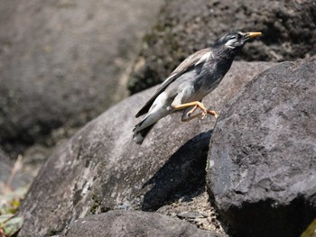 White-cheeked Starling 中島川 石橋群周辺(長崎市) Sat, 5/21/2022