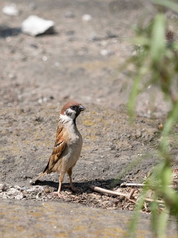 Eurasian Tree Sparrow 中島川 石橋群周辺(長崎市) Sat, 5/21/2022