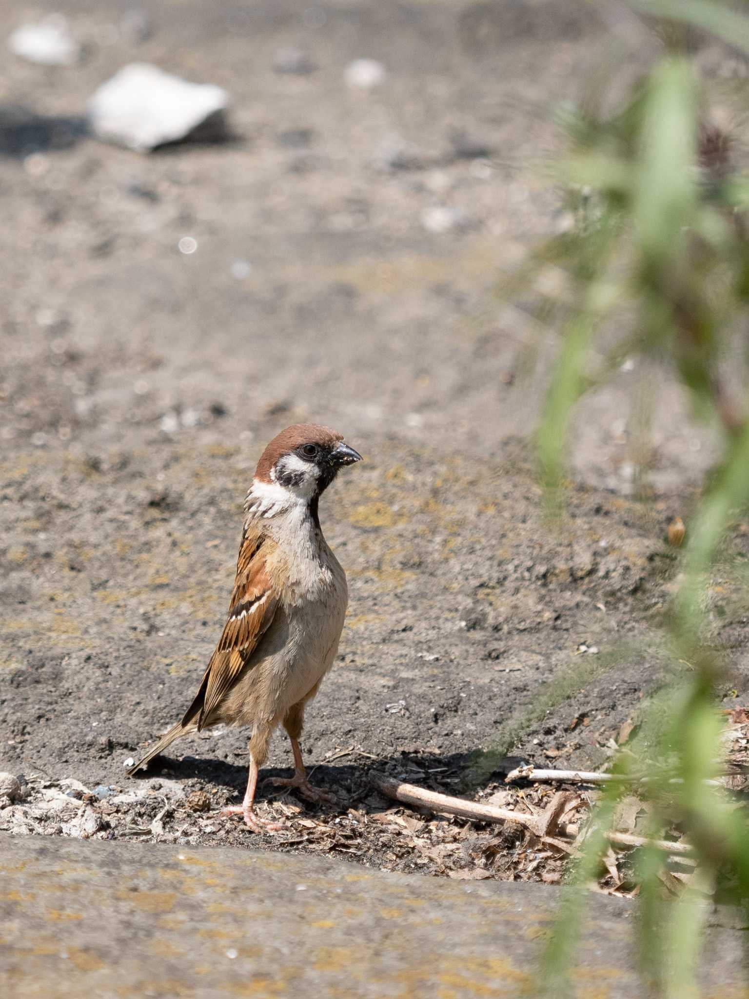 Photo of Eurasian Tree Sparrow at 中島川 石橋群周辺(長崎市) by ここは長崎