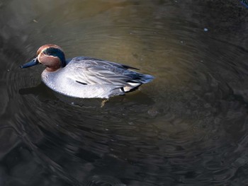 Eurasian Teal 中島川(長崎市) Mon, 3/13/2023