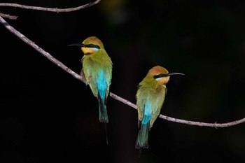 Rainbow Bee-eater Cairns Cemetery Fri, 5/4/2018