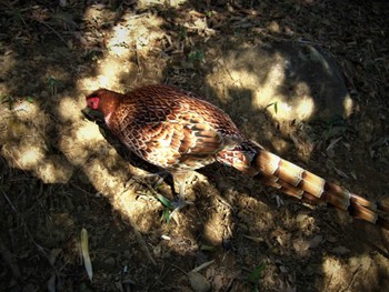 Copper Pheasant Mt. Tsukuba Wed, 12/30/2015